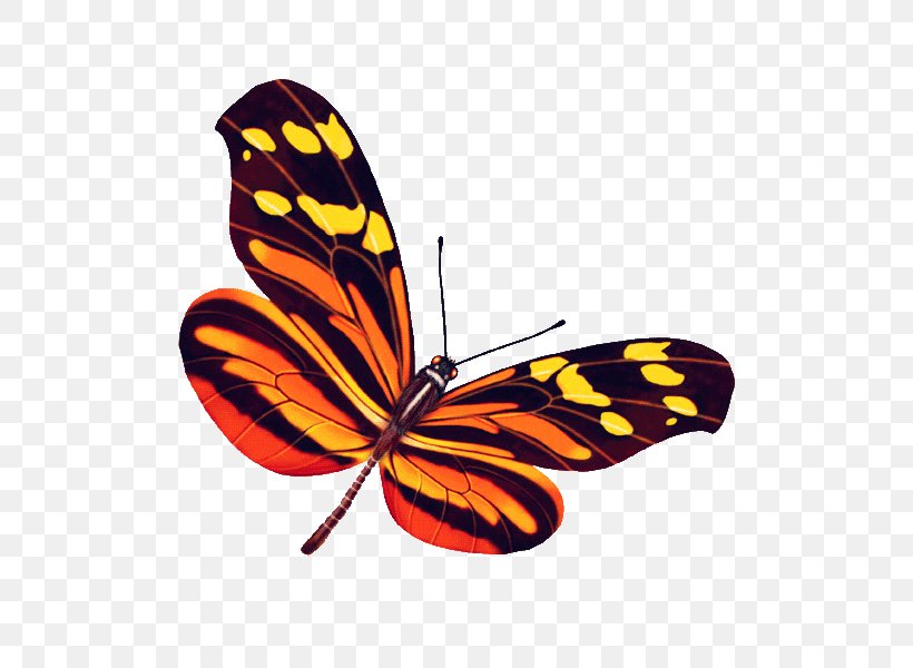Monarch Butterfly Pieridae, PNG, 600x600px, Monarch Butterfly, Arthropod, Brush Footed Butterfly, Butterfly, Google Images Download Free