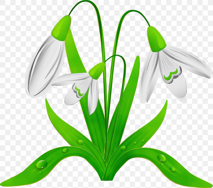 Galanthus Snowdrop Flower Green Plant, PNG, 2303x2034px, Watercolor, Amaryllis Family, Crinum, Flower, Galanthus Download Free