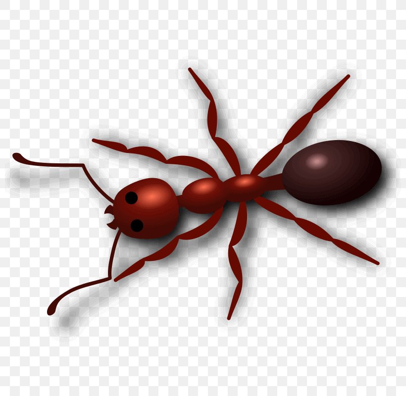 Insect Clip Art Openclipart Red Imported Fire Ant Free Content, PNG, 800x800px, Insect, Ant, Arthropod, Carpenter Ant, Drawing Download Free