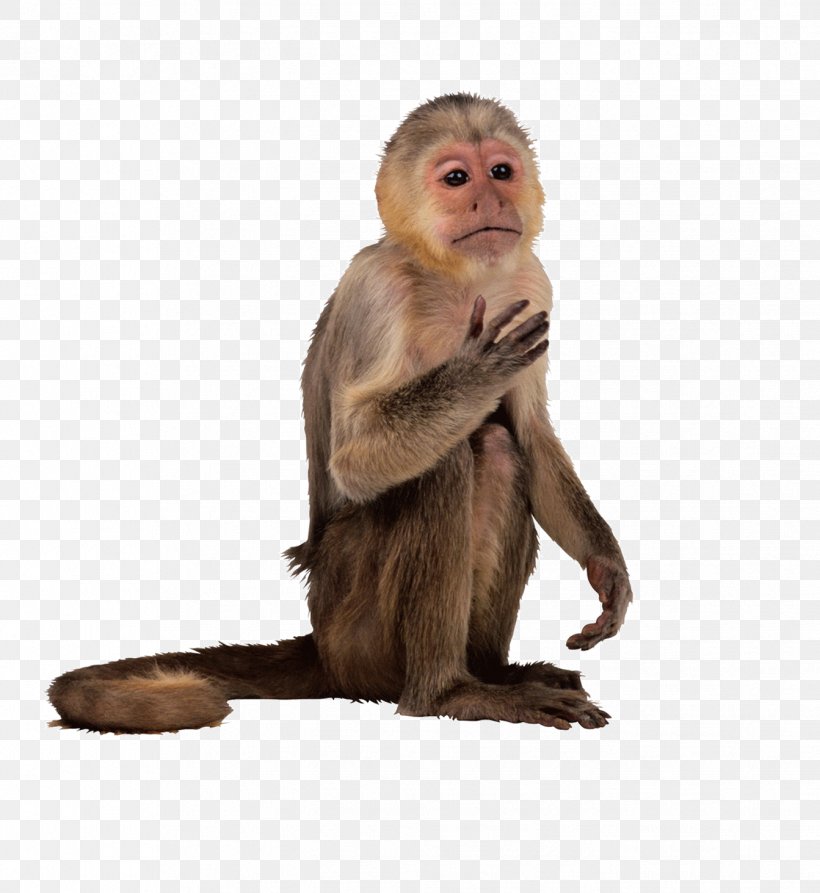 New World Monkey Primate Simia Capuchin Monkey, PNG, 1343x1463px, Primate, Animal, Ape, Capuchin Monkey, Cercopithecidae Download Free