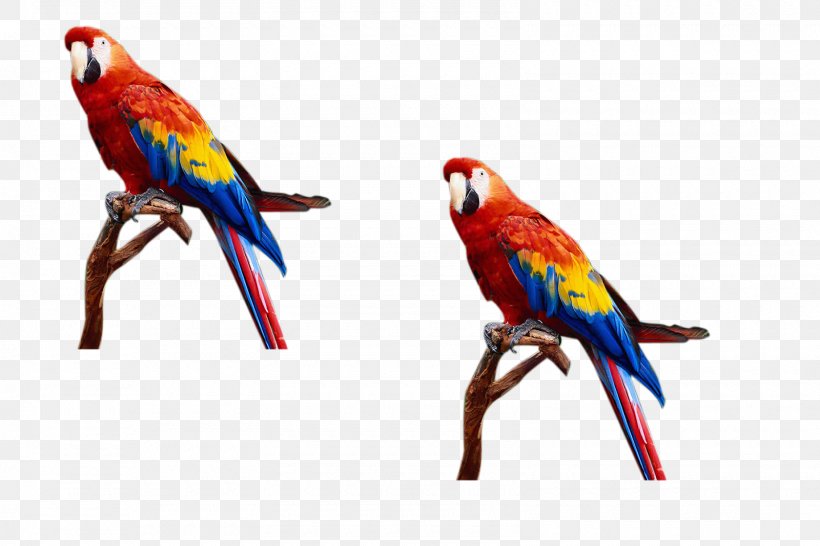 Parrot Lovebird, PNG, 1600x1067px, Parrot, Beak, Bird, Common Pet Parakeet, Fauna Download Free
