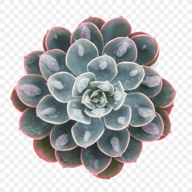 Succulent Plant Echeveria Peacockii Rosette Leaf Echeveria Derenbergii, PNG, 1024x1024px, Succulent Plant, Abalone, Blue, Cultivar, Echeveria Download Free