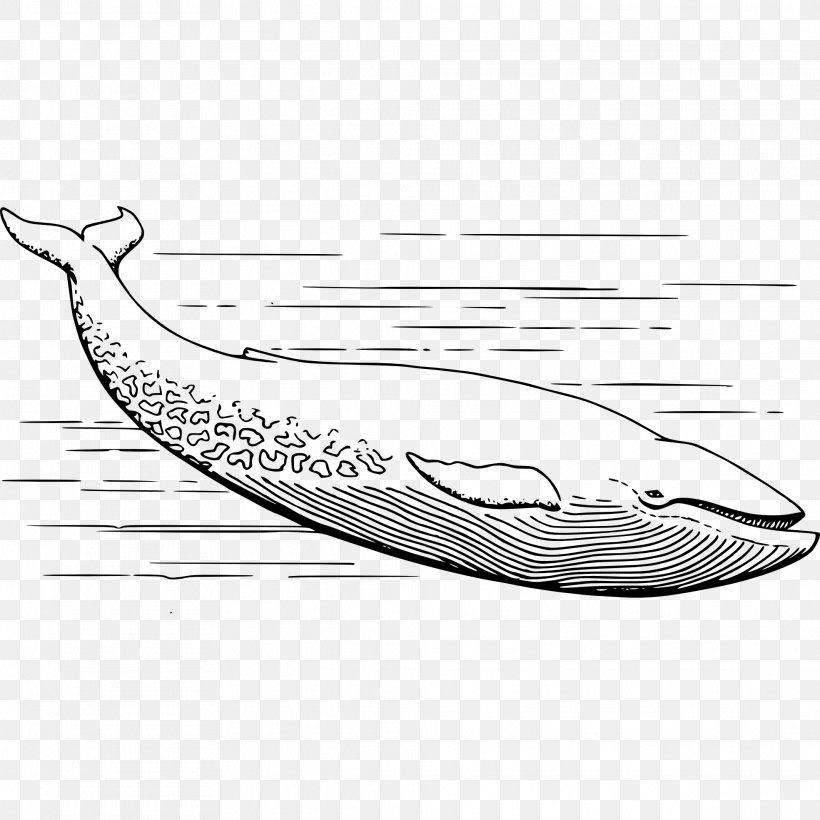 Whale Cartoon, PNG, 1969x1969px, Blue Whale, Canoe, Cartoon, Coloring Book, Drawing Download Free