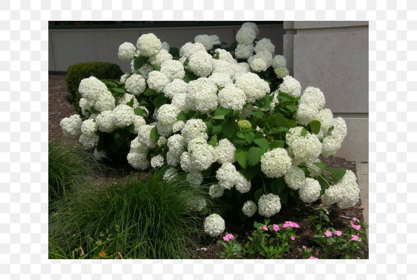 Hydrangea Arborescens French Hydrangea Hydrangea Aspera Panicled Hydrangea Shrub, PNG, 630x552px, Hydrangea Arborescens, Cornales, Cutting, Deciduous, Flower Download Free