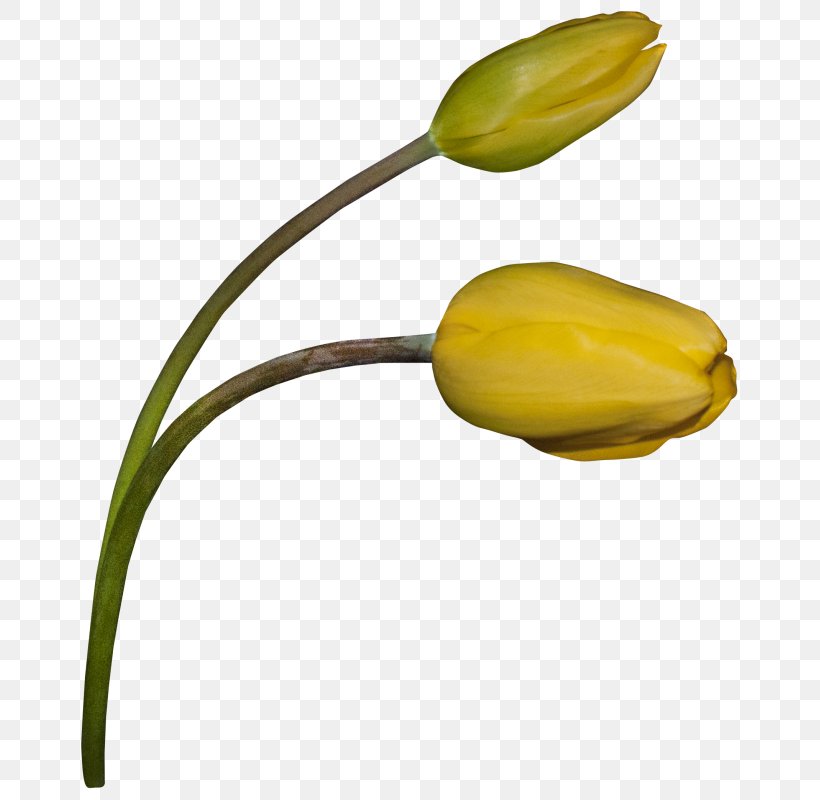 Tulip Flower Painting Petal, PNG, 679x800px, Tulip, Blog, Bud, Flower, Flowering Plant Download Free