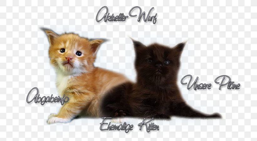 Whiskers Maine Coon Kitten Domestic Short-haired Cat Fur, PNG, 750x450px, Whiskers, Carnivoran, Cat, Cat Like Mammal, Domestic Short Haired Cat Download Free