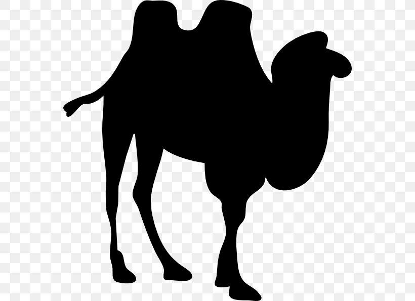 Dromedary Bactrian Camel Silhouette Clip Art, PNG, 570x595px, Dromedary, Arabian Camel, Bactrian Camel, Black And White, Camel Download Free