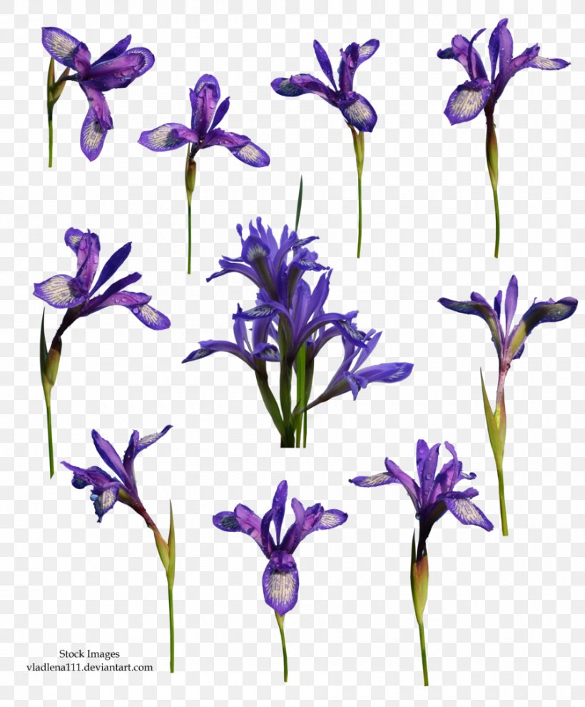 Flower Plant Violet DeviantArt, PNG, 900x1087px, Flower, Art, Bellflower Family, Color, Cut Flowers Download Free