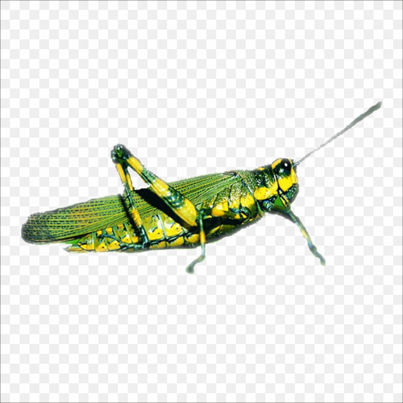 Grasshopper Insect Locust Caelifera, PNG, 1773x1773px, Grasshopper, Arthropod, Caelifera, Cricket Like Insect, Fauna Download Free