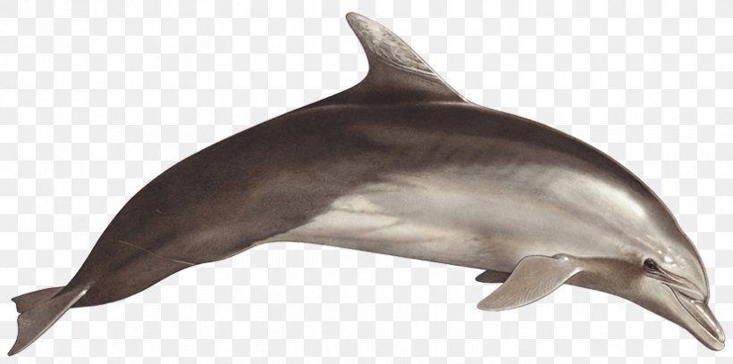 Common Bottlenose Dolphin Short-beaked Common Dolphin Rough-toothed Dolphin Tucuxi Wholphin, PNG, 827x412px, Common Bottlenose Dolphin, Black Sea, Bottlenose Dolphin, Cetacea, Dolphin Download Free