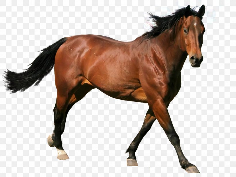 Horse Stallion, PNG, 2242x1679px, Horse, Bit, Bridle, Colt, Equestrian Download Free