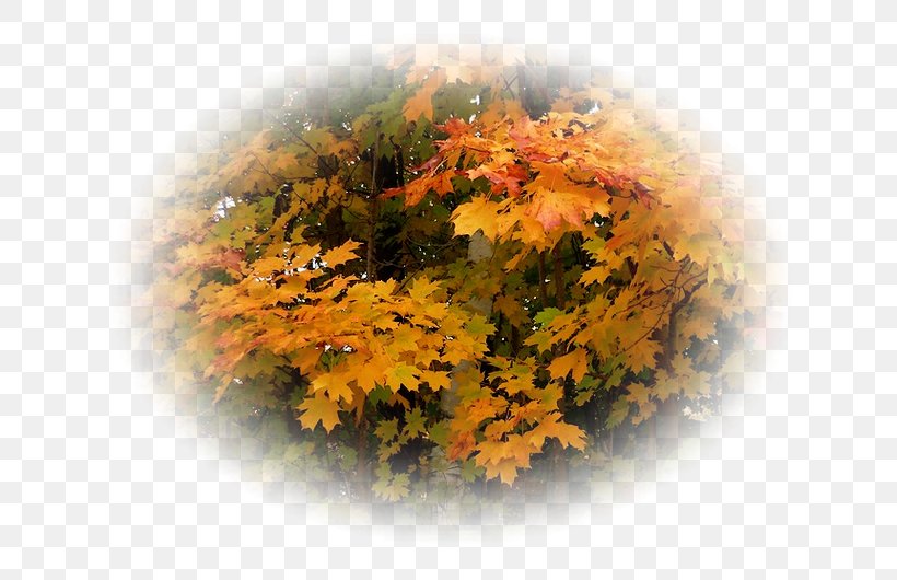 Landscape Autumn, PNG, 700x530px, Landscape, Autumn, Biscuits, Orange Sa, Tree Download Free