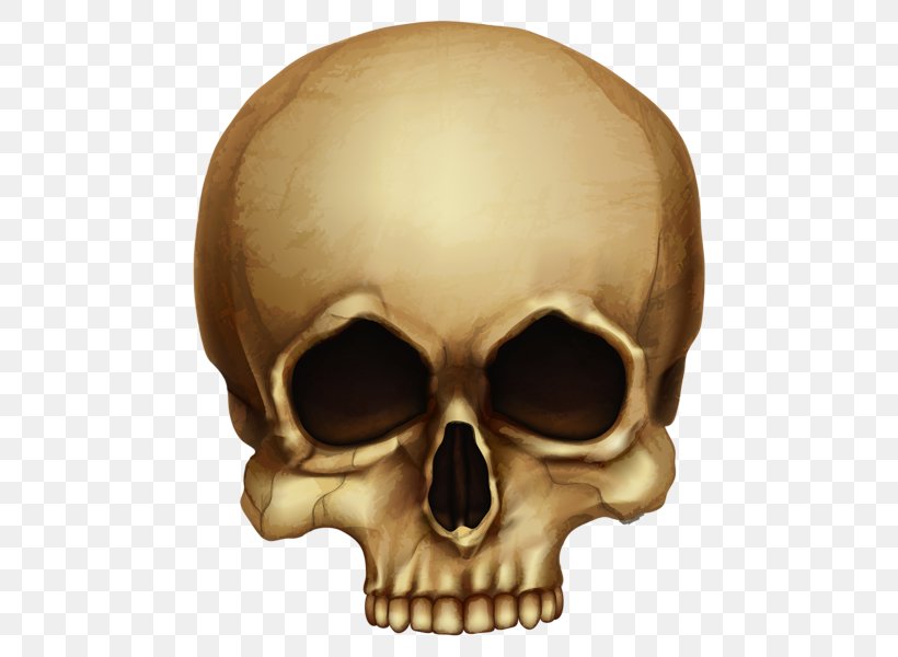 Skull Skeleton Clip Art, PNG, 509x600px, Skull, Bone, Drawing, Head, Human Skeleton Download Free
