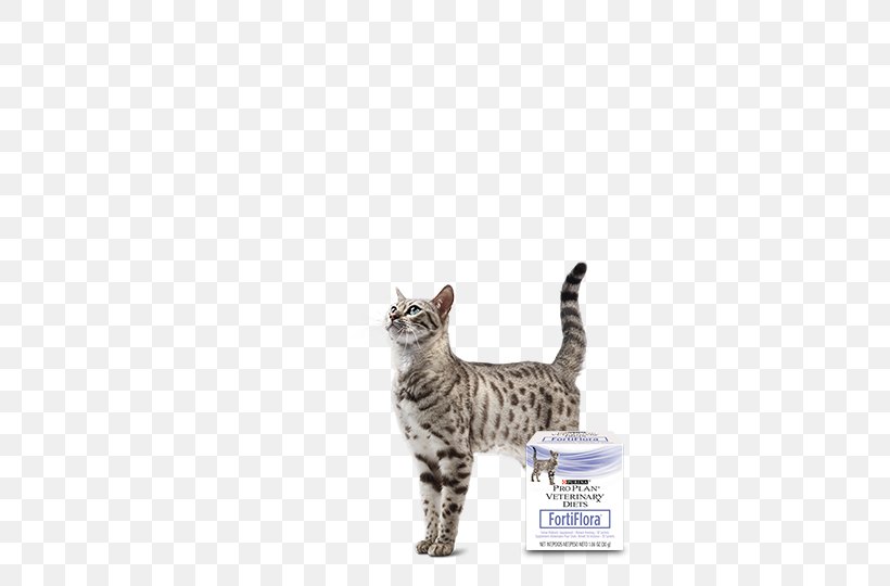 Tabby Cat American Shorthair Bengal Cat California Spangled Kitten, PNG, 540x540px, Tabby Cat, American Shorthair, Bengal, Bengal Cat, California Spangled Download Free