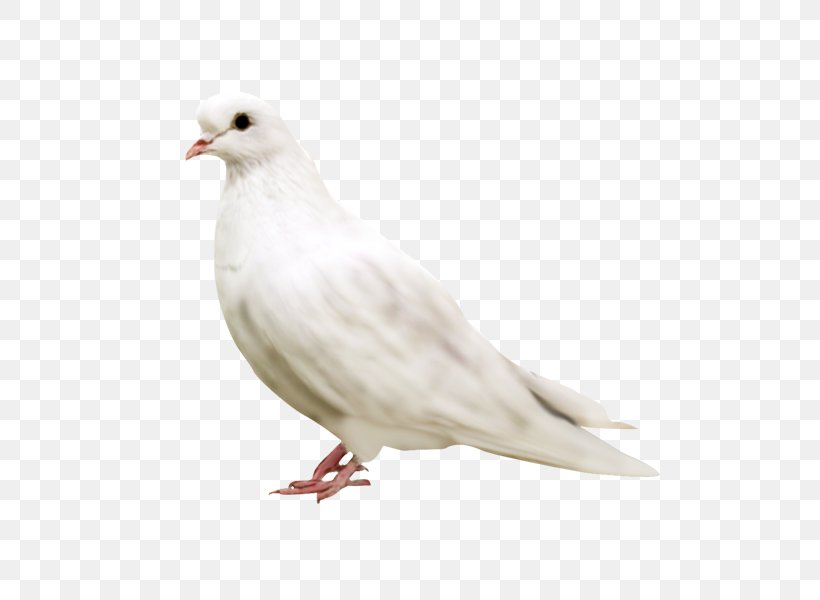 Columbidae Domestic Pigeon Bird Paper, PNG, 600x600px, Columbidae, Beak, Bird, Chicken, Domestic Pigeon Download Free