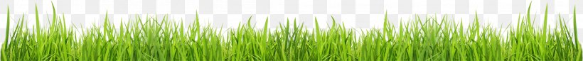Green Grasses Plant Stem Family, PNG, 2108x223px, Green, Family, Grass, Grass Family, Grasses Download Free