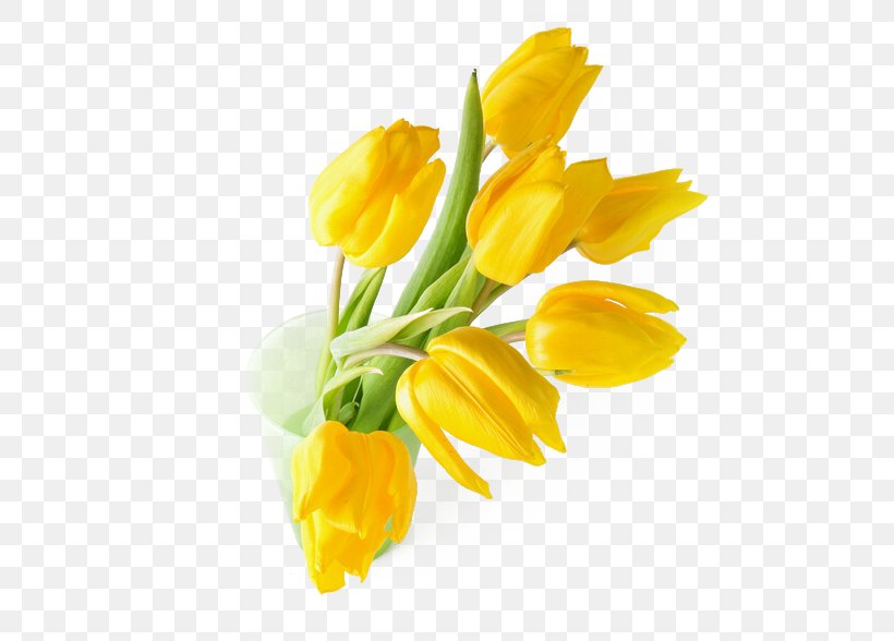 Indira Gandhi Memorial Tulip Garden Tulipa Gesneriana Flower Yellow Wallpaper, PNG, 603x588px, Indira Gandhi Memorial Tulip Garden, Blossom, Cut Flowers, Floral Design, Floristry Download Free