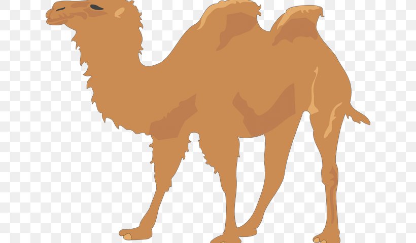 Camel Clip Art Vector Graphics Illustration, PNG, 640x480px, Camel, Adaptation, Animal Figure, Arabian Camel, Bactrian Camel Download Free