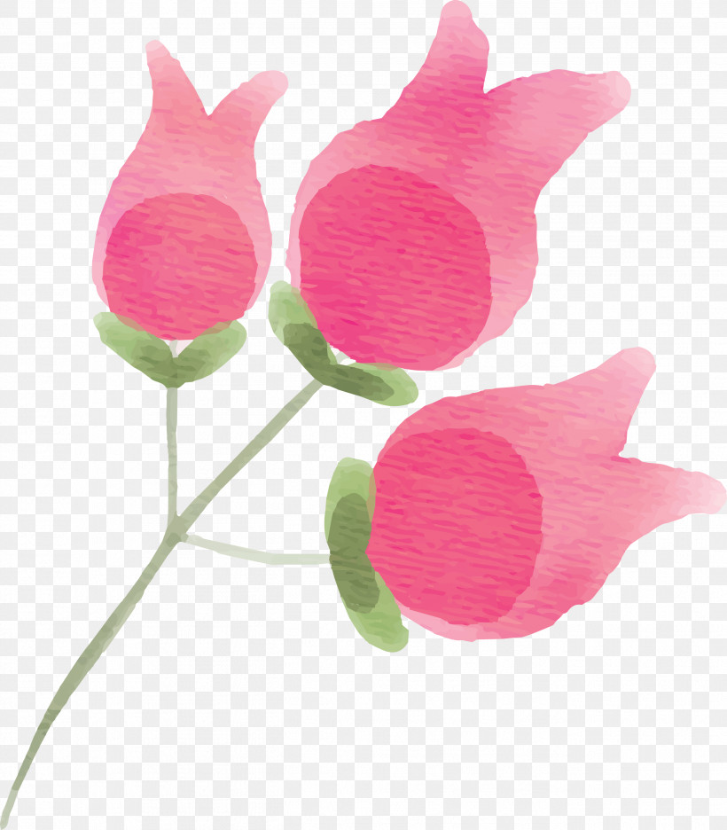 Pink Flower Plant Petal Tulip, PNG, 2626x3000px, Pink, Anthurium, Bud, Cut Flowers, Flower Download Free
