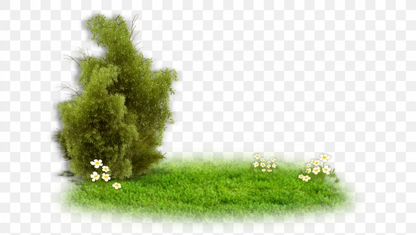 Tree Shrub Evergreen Holly Oak, PNG, 1327x752px, Tree, Branch, Ecosystem, Euryops Pectinatus, Evergreen Download Free