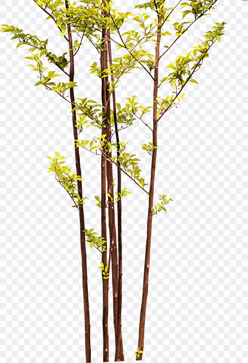 Twig Bamboo Tree, PNG, 1268x1855px, Twig, Albom, Bamboo, Branch, Flora Download Free