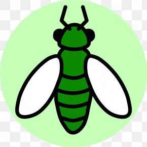Insect - Beetle Insect Biodiversity Termite Entomology PNG