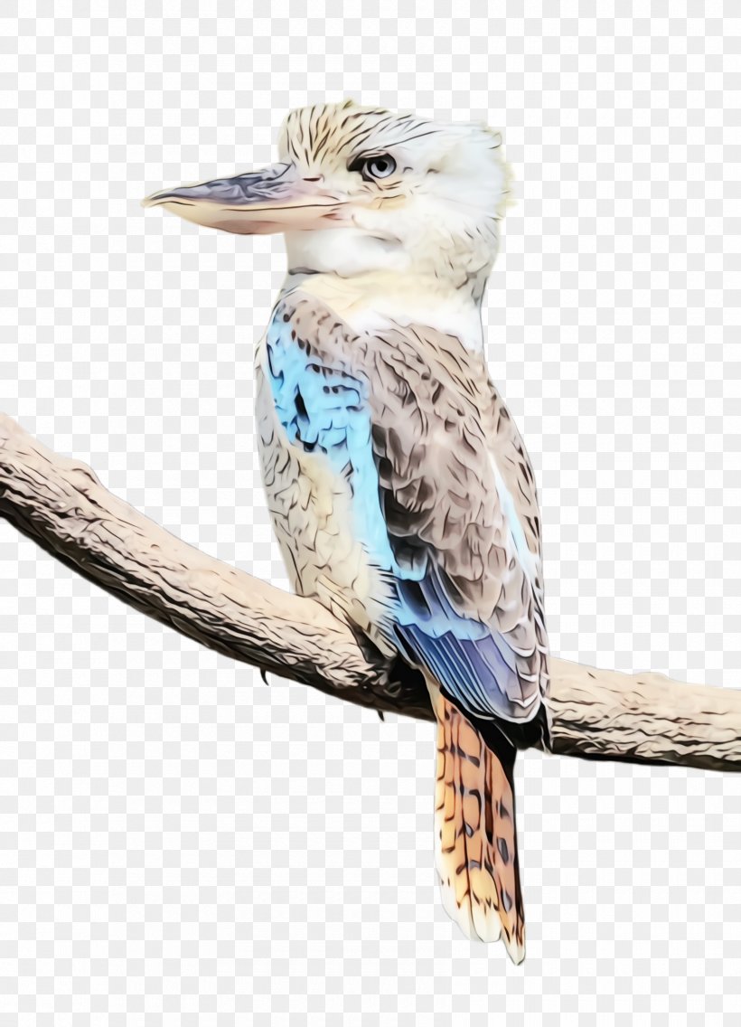 Bird Laughing Kookaburra Beak Coraciiformes Cuculiformes, PNG, 1700x2356px, Watercolor, Beak, Bird, Coraciiformes, Cuculiformes Download Free