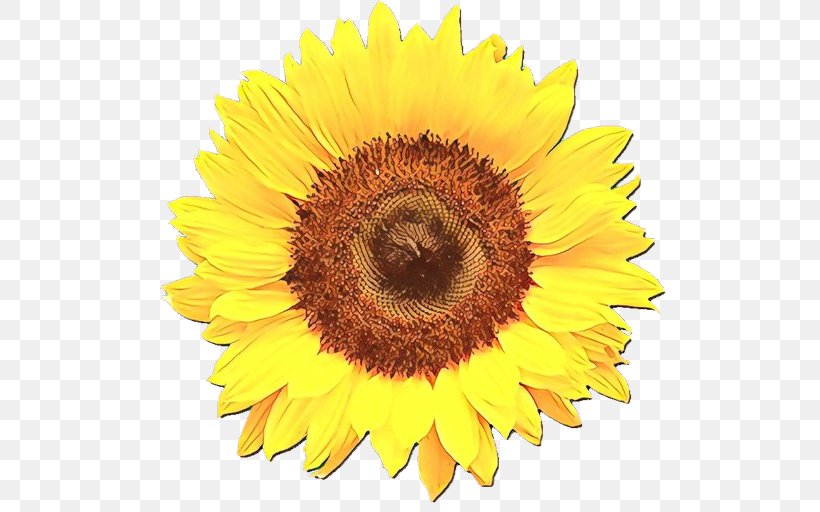 Flowers Background, PNG, 600x512px, Common Sunflower, Annual Plant, Asterales, Cuisine, Cut Flowers Download Free