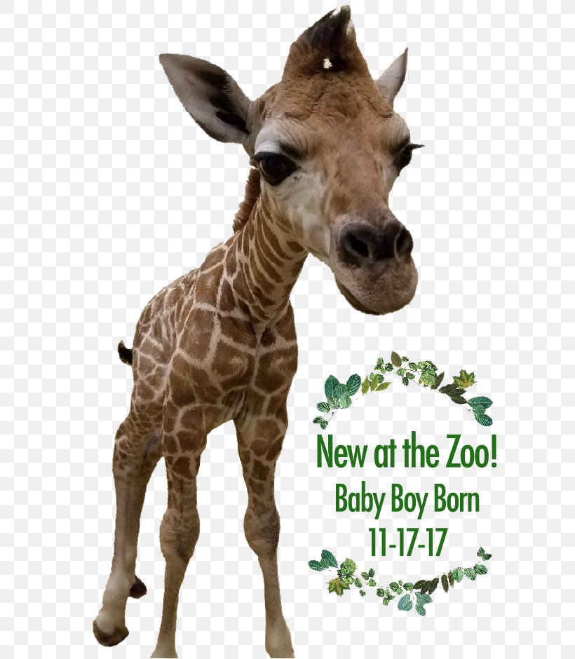 Giraffe Cape May County Park & Zoo Wedding Invitation Convite, PNG, 620x940px, 2018, Giraffe, Baby Shower, Cape May, Cape May County New Jersey Download Free