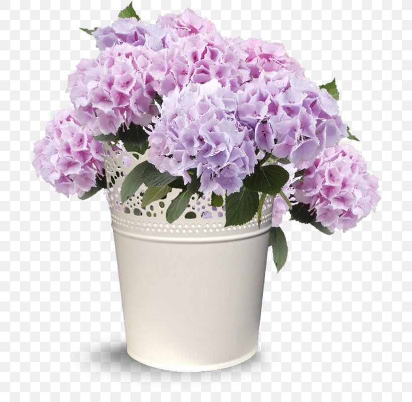 Hydrangea Floral Design Cut Flowers Flowerpot, PNG, 698x800px, Hydrangea, Cornales, Cut Flowers, Family, Floral Design Download Free