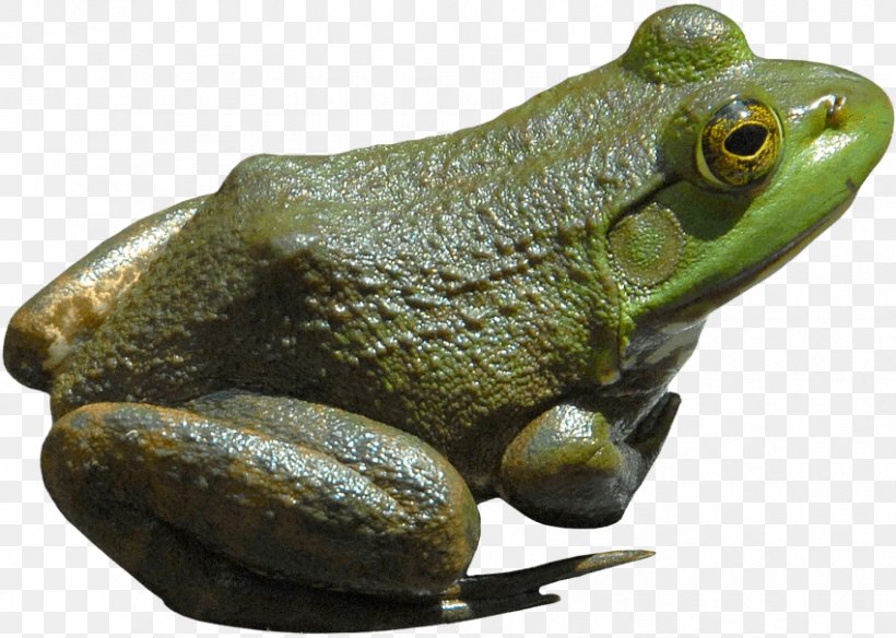 American Bullfrog Tree Frog Toad African Bullfrog, PNG, 850x606px, American Bullfrog, African Bullfrog, American Water Frogs, Amphibian, Animal Download Free