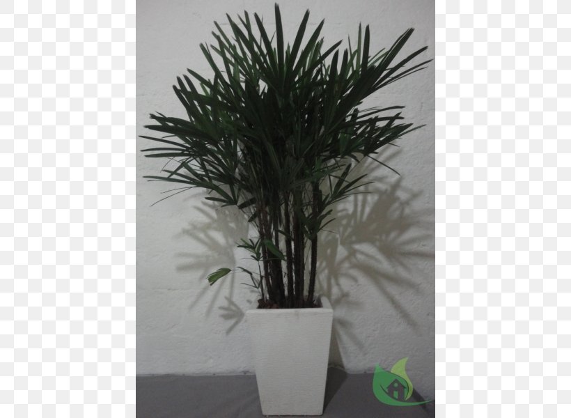 Arecaceae Flowerpot Houseplant Tree, PNG, 600x600px, Arecaceae, Arecales, Evergreen, Flowerpot, Houseplant Download Free