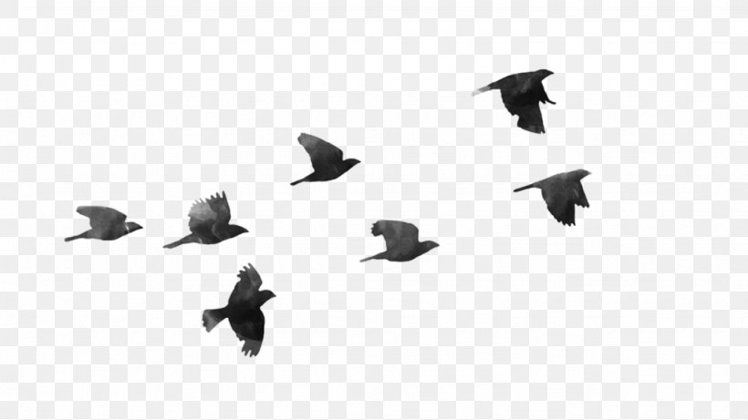 Bird PicsArt Photo Studio Android, PNG, 1024x576px, Bird, Android, Animal Migration, Beak, Bird Migration Download Free