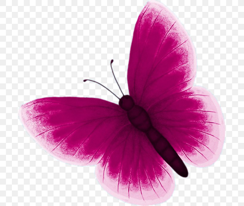 Butterfly Color Pink Clip Art, PNG, 696x692px, Butterfly, Butterflies And Moths, Butterfly House, Color, Flower Download Free
