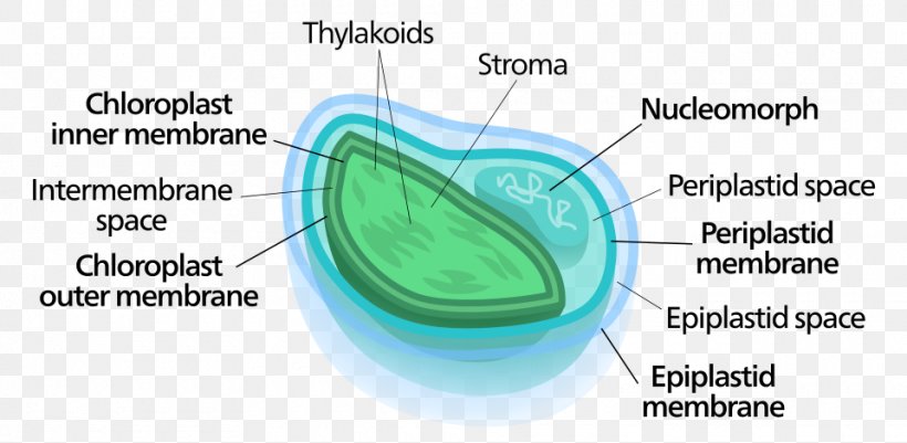 Chloroplast Nucleomorph Chlorarachniophyte Symbiogenesis Cryptomonad, PNG, 960x470px, Chloroplast, Algae, Area, Biological Membrane, Bluegreen Bacteria Download Free