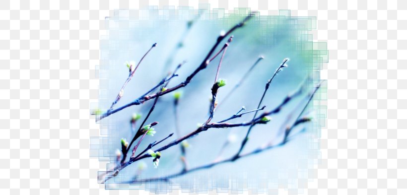 Desktop Wallpaper Sky Light Spring 1080p, PNG, 699x393px, Sky, Autumn, Bokeh, Branch, Bud Download Free