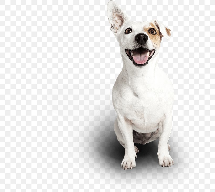 Dog Collar Cat Dog Collar Pet, PNG, 717x731px, Dog, Bark, Carnivoran, Cat, Collar Download Free