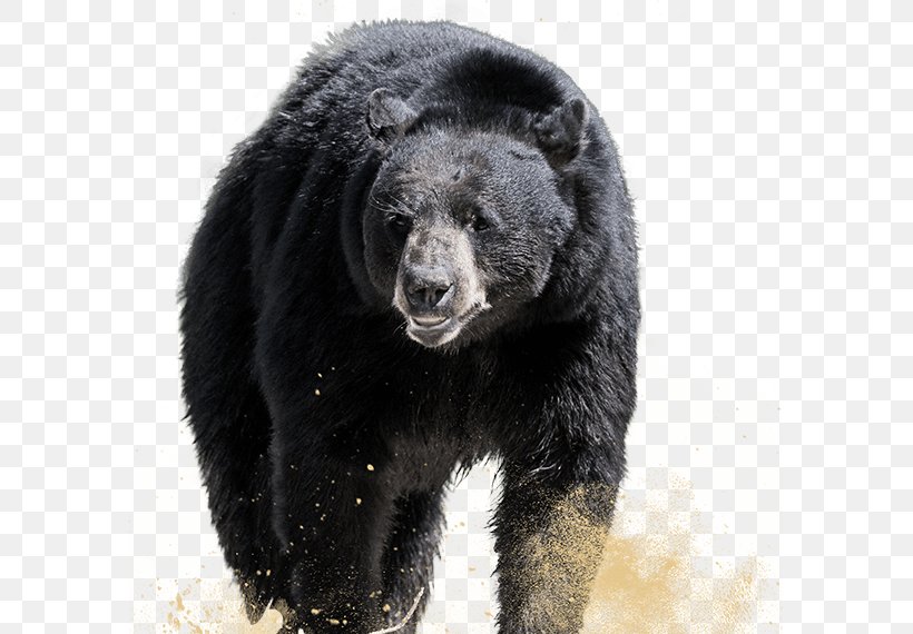 Grizzly Bear American Black Bear Sloth Bear Alaska Peninsula Brown Bear, PNG, 587x570px, Grizzly Bear, Alaska Peninsula Brown Bear, American Black Bear, Animal, Asian Black Bear Download Free