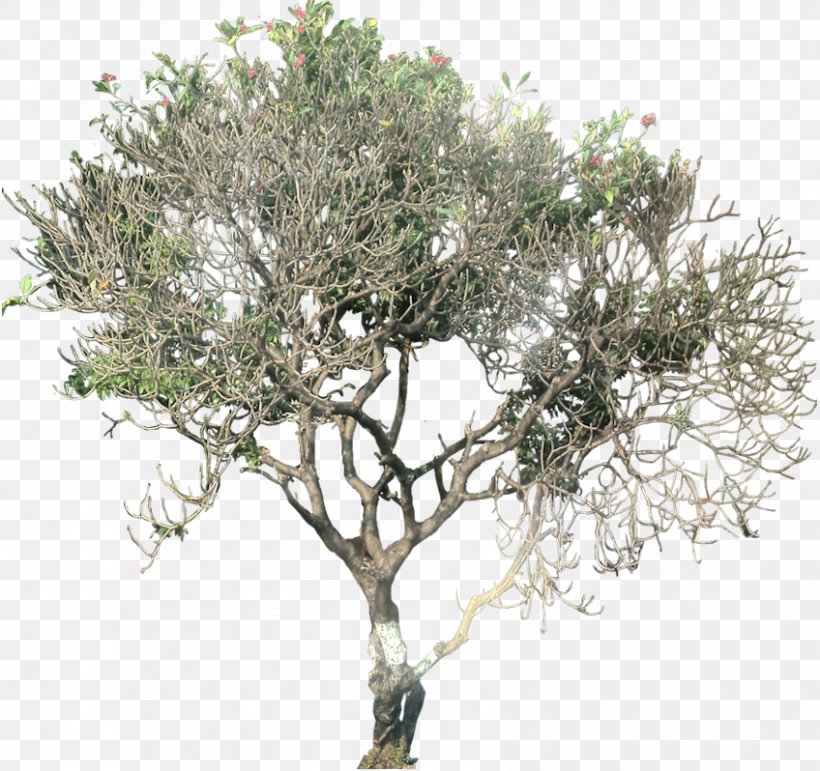 Tree Plant Plumeria Alba Deciduous, PNG, 848x798px, Tree, Branch, Deciduous, Frangipani, Houseplant Download Free