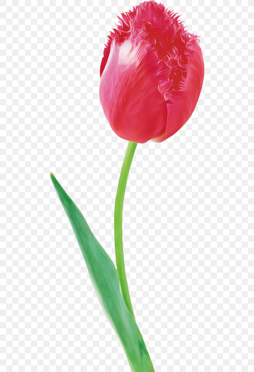 Tulip Flower Petal Plant Plant Stem, PNG, 500x1201px, Tulip, Cut Flowers, Flower, Pedicel, Petal Download Free