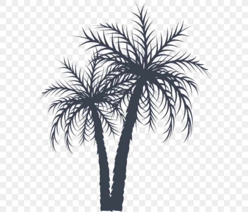 Asian Palmyra Palm Arecaceae Date Palm Coconut, PNG, 594x699px, Asian Palmyra Palm, Arecaceae, Arecales, Babassu, Black And White Download Free