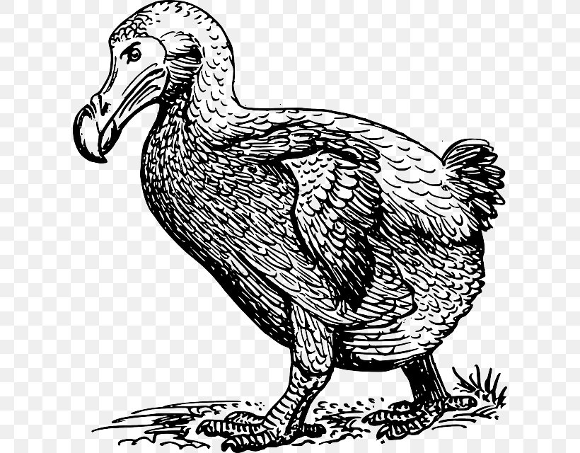 Bird Clip Art Dodo Vector Graphics Drawing, PNG, 614x640px, Bird, Art, Artwork, Beak, Black And White Download Free