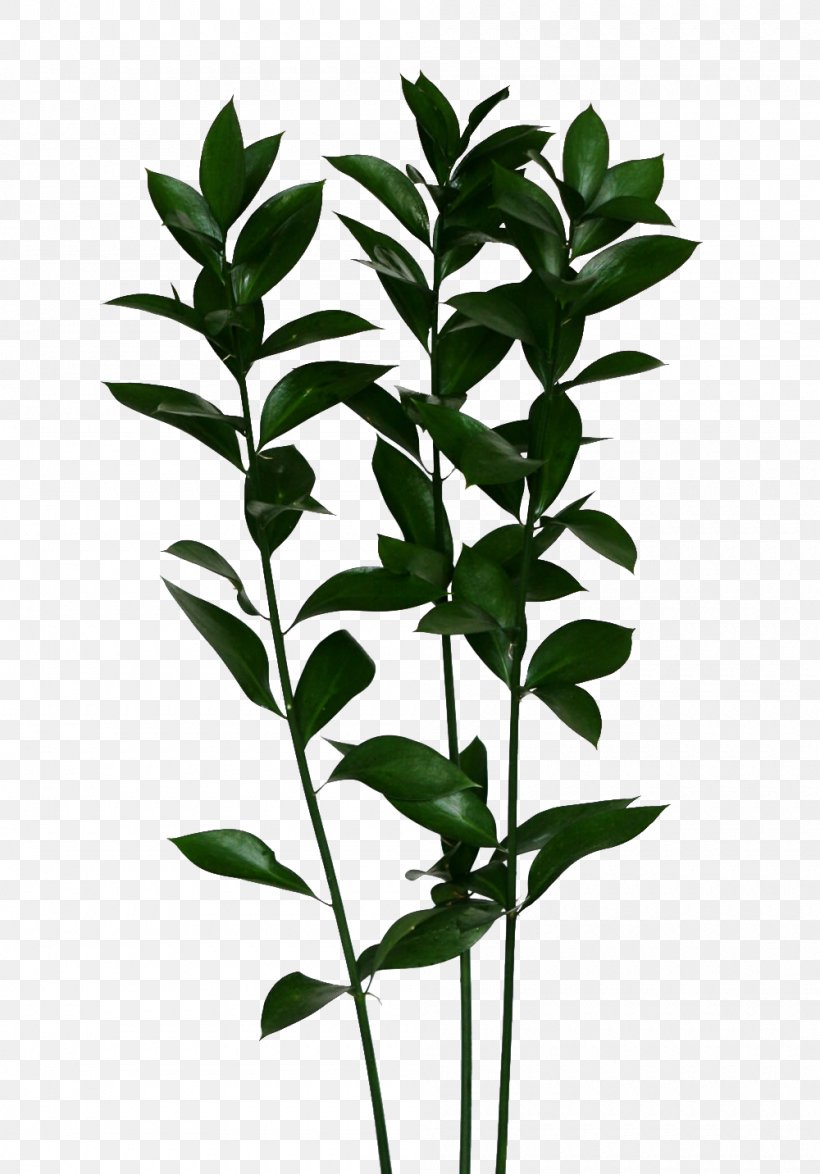 Branch Shrub Butcher's-broom Alice's Adventures In Wonderland Tree, PNG, 1000x1432px, Branch, Fairy Tale, Flower, Herb, Leaf Download Free