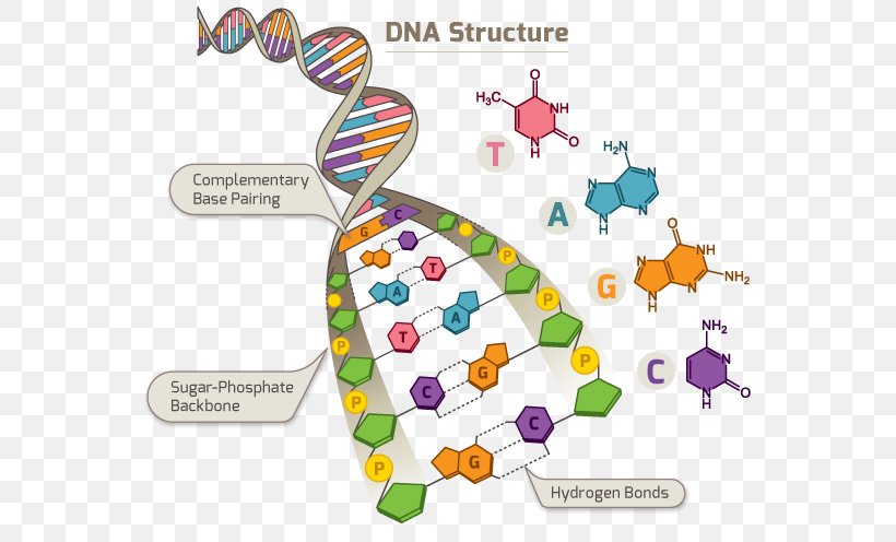 DNA Human Genome Project Single-nucleotide Polymorphism RNA, PNG, 554x496px, Dna, Adna, Area, Deoxyribose, Diagram Download Free