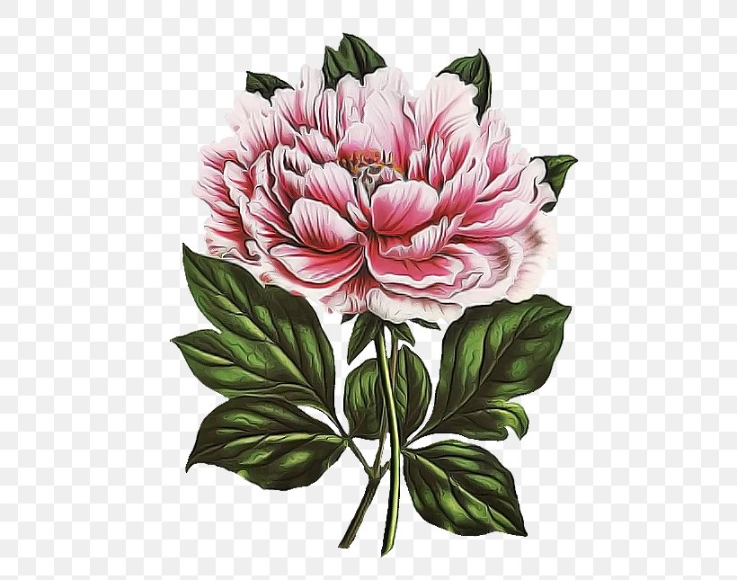 Flower Flowering Plant Plant Pink Petal, PNG, 507x645px, Flower, Chinese Peony, Common Peony, Flowering Plant, Peony Download Free