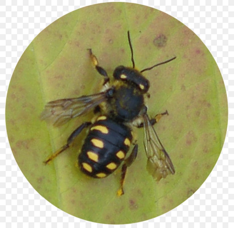 Honey Bee Insect Anthidium Manicatum Hymenopterans, PNG, 791x800px, Honey Bee, Animal, Arthropod, Bee, Fly Download Free