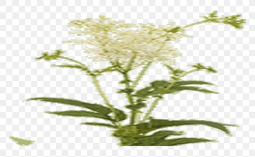 Meadowsweet Paper Installation Art Wallpaper, PNG, 1017x626px, Meadowsweet, Branch, Filipendula, Flower, Herb Download Free