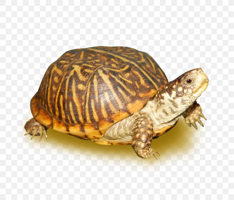 Ornate Box Turtle Reptile Eastern Box Turtle Tortoise, PNG, 700x700px, Turtle, Animal, Box Turtle, Box Turtles, Eastern Box Turtle Download Free