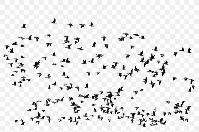 Bird Flight Goose Bird Flight, PNG, 1920x1278px, Bird, Animal, Animal Migration, Area, Beak Download Free