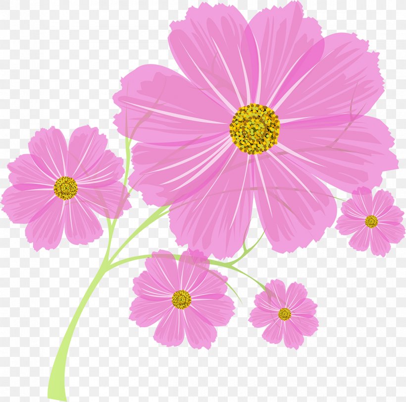 Cosmos Flower Annual Plant, PNG, 1200x1187px, Cosmos, Annual Plant, Chrysanths, Cut Flowers, Daisy Family Download Free